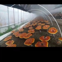 玻璃纤维棒 农用拱棚支架 蔬菜大棚杆 小拱棚纤维杆